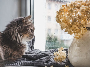 Bring your cat for pet friendly assisted living at Regency Retirement Village of Huntsville